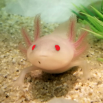 Axolotl Random
