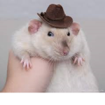 Lovely Aesthetic Rats