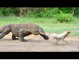 Lizard Warzone
