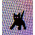 Cat Go BRRRR
