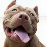 American bully gang