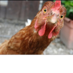 Swaggy chickens group