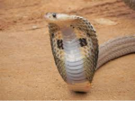 Superior Snakes