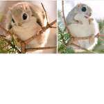 japanese squirrel
