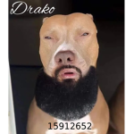 Drake's Dizzy