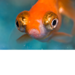 Fishie Projects