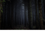 Sad Forest