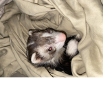Cute little ferret