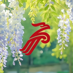 深圳航空|Shenzhen Airlines