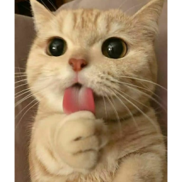 silly cat obby