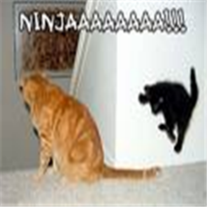 funny ninja cat on sale Roblox decal