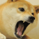 doge boi's clothes