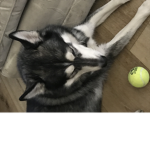 REEEeE dog