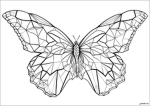 Butterfly XD