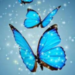 The Butterfly Bois