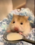 Hamster group …