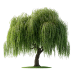 The Everlasting Willow
