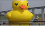 Ducks Are Coool