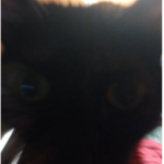 CAT. EPIK