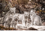 Les MathLynx3 fans de adopt me