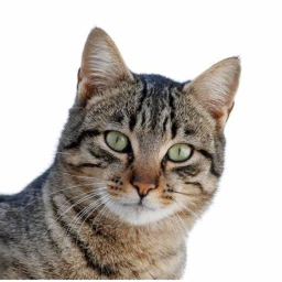 cat world icon