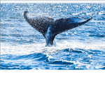 Whales Tail