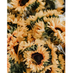 {*Sunflowers*}