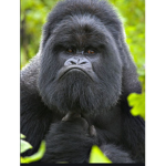Monke raiders