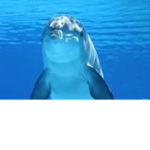 Cool Dolphin Club