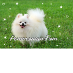 Pomeranian Fam