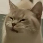 ANIME and CAT ###### group