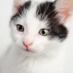 kid cat