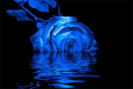 ᰔ﹒Cerulean