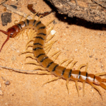 Centipede!