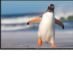 Penguin dude gang