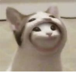 snekercat Fan Group