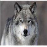 TheWolfFam