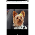 Pup star Tiny