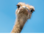 Ostrich’s