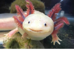 axolotls are cool