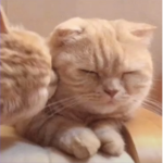 kitty fangs