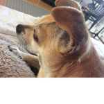DogsForLife