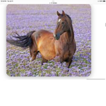 <Sunset Meadow Ac>