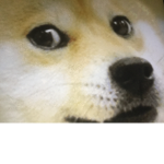 Doge is the best