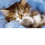 Cats are cute and awsome