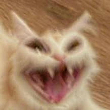 cursed cat Roblox decal
