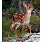 Deer squad love