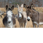 CoolKidCavin's Friends