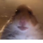 Hammyss