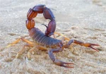 Stinging Scorpion Studios Group Thumbnail